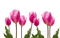 Easter.Pâques.Tulipes.tulips.flowers.Fleurs.rose.pink.Victoriabea - PNG gratuit GIF animé