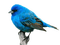 blue milla1959 - Free PNG Animated GIF