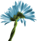 fleurs ( - бесплатно png анимированный гифка
