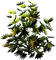 Planta color verde y amarillo - png gratuito GIF animata