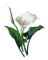 white lily Bb2 - PNG gratuit GIF animé