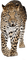 leopard - png gratis GIF animado