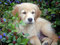 golden retriever - Free PNG Animated GIF