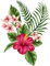 nbl-Hibiscus - ilmainen png animoitu GIF