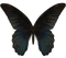 Kaz_Creations Butterfly - png gratuito GIF animata