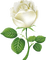 MMarcia rosa fleur blanche - PNG gratuit GIF animé