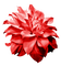 blomma-röd---flower-red - nemokama png animuotas GIF