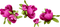 Roses dm19