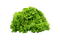 moss green - kostenlos png Animiertes GIF