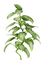 plants katrin - bezmaksas png animēts GIF