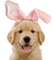 Kaz_Creations Dogs Dog Pup 🐶 - PNG gratuit GIF animé