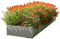 Blumenkasten - безплатен png анимиран GIF