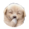 Nina dog - GIF animado gratis GIF animado