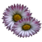 kikkapink purple flower deco spring summer - png gratis GIF animasi