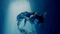 sirena by EstrellaCristal - Bezmaksas animēts GIF animēts GIF