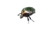 insecte - PNG gratuit GIF animé