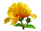 Цветок - png grátis Gif Animado