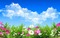 Kaz_Creations Deco  Backgrounds Background Colours Flowers - ilmainen png animoitu GIF