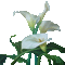 fleurs blanches web charmille - GIF animé gratuit GIF animé