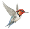 Kaz_Creations Birds Bird - png gratis GIF animado