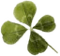 clover детелинка 2 - gratis png geanimeerde GIF