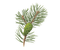 kikkapink plant ananas - png gratuito GIF animata