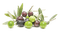 olives bp - фрее пнг анимирани ГИФ
