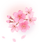 Sakura Blossom - δωρεάν png κινούμενο GIF