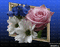 Fond roses sur cadre