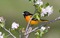 Kaz_Creations Backgrounds Background Birds - zdarma png animovaný GIF