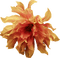 Kaz_Creations Deco Flowers Flower Orange - PNG gratuit GIF animé