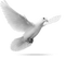 oiseau - zdarma png animovaný GIF