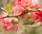 minou-bg-pink-flower - δωρεάν png κινούμενο GIF