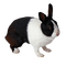 dolceluna spring bunny - zadarmo png animovaný GIF