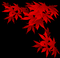 MMarcia gif black red preto vermelho  folhas  fond - GIF animado grátis Gif Animado