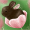ارنوب - 無料のアニメーション GIF