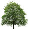 Kaz_Creations Tree - gratis png animerad GIF