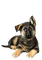 hund-dog-cane - zdarma png animovaný GIF