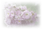 bg-blommor-----background-flowers - png gratis GIF animado