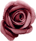 lila-blomma-minou52 - Free PNG Animated GIF