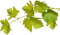 Ветка винограда - png ฟรี GIF แบบเคลื่อนไหว