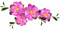 kukka flower fleur - 免费PNG 动画 GIF