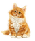 Gato angora amarillo - gratis png geanimeerde GIF