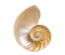 shell Bb2 - ilmainen png animoitu GIF