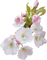 Spring Blossom - darmowe png animowany gif