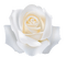 Rose blanche - GIF animé gratuit