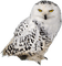 Kaz_Creations Bird Birds Owl