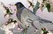 l'oiseau - PNG gratuit GIF animé