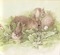 rabbits - PNG gratuit GIF animé