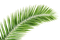 palm tree leaf, sunshine3 - gratis png animeret GIF